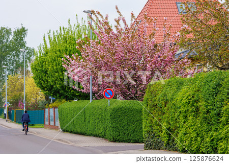 City street of single-family modern houses Germany blooming pink cherry tree and green bush hedge. German suburban small town residential area row eco sustainable life building neighborhood suburb City street of single-family modern houses Germany blooming pink cherry tree and green bush hedge. German suburban small town residential area row eco sustainable life building neighborhood suburb 125876624