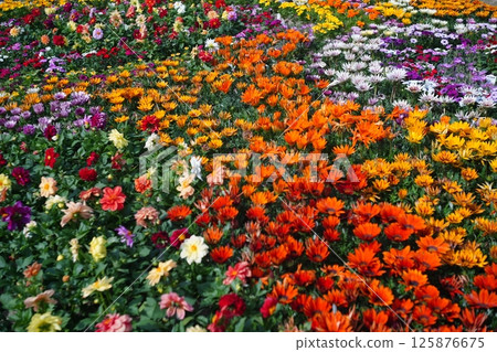 Colorful flowers Colorful flowers 125876675