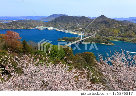 [Ehime Prefecture] Hakata Oshima Bridge (Shimanami Kaido) as seen from Kareiyama Observatory Park in spring when cherry blossoms are in bloom 125876817
