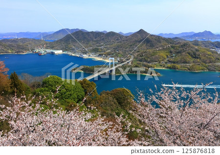 [Ehime Prefecture] Hakata Oshima Bridge (Shimanami Kaido) as seen from Kareiyama Observatory Park in spring when cherry blossoms are in bloom 125876818