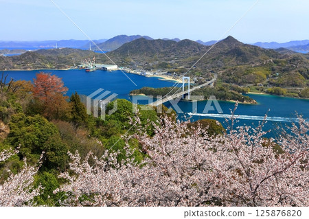 [愛媛郡] 春天櫻花盛開時，從嘉井山展望公園眺望博多大島橋（島波街道） 125876820