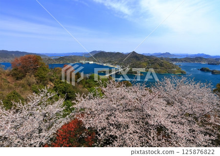 [Ehime Prefecture] Hakata Oshima Bridge (Shimanami Kaido) as seen from Kareiyama Observatory Park in spring when cherry blossoms are in bloom 125876822