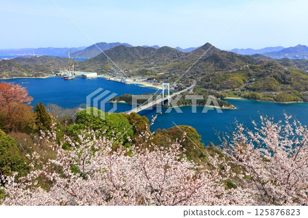 [Ehime Prefecture] Hakata Oshima Bridge (Shimanami Kaido) as seen from Kareiyama Observatory Park in spring when cherry blossoms are in bloom 125876823