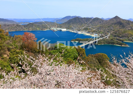 [Ehime Prefecture] Hakata Oshima Bridge (Shimanami Kaido) as seen from Kareiyama Observatory Park in spring when cherry blossoms are in bloom 125876827