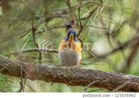 Atori 男性在樹上放鬆 Atori 男性在樹上放鬆 125876902