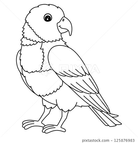 Bird Loriini Isolated Coloring Page for Kids Bird Loriini Isolated Coloring Page for Kids 125876983