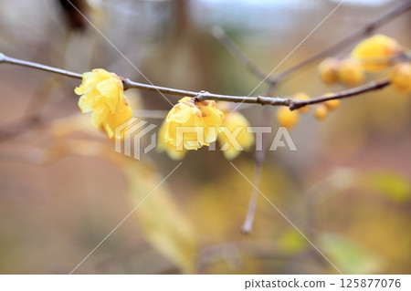 洛白花 125877076