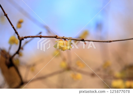 Lobai flower 125877078