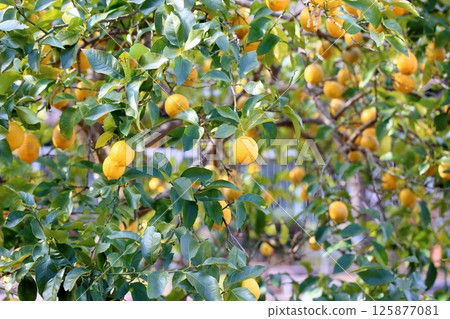 Fruit of lemon 125877081