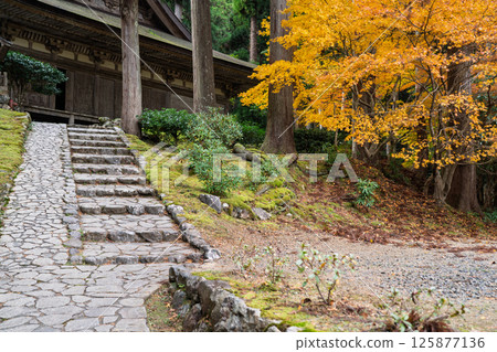 Photographing Myotsu-ji Temple in the height of autumn foliage in Wakasa Obama City, Fukui Prefecture 125877136