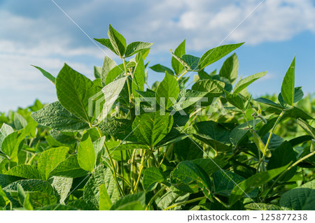 Lush soybean plants bask in sunlight, stretching towards a bright blue sky with scattered clouds in a rural farming landscape 125877238