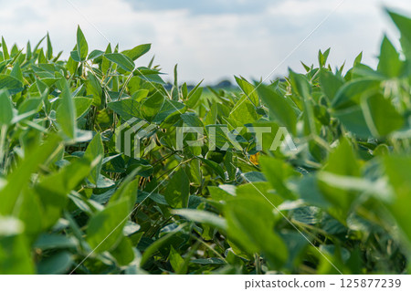 Rows of healthy soybean plants stretch across the field, basking in sunlight, with a few insects visible among the leaves 125877239