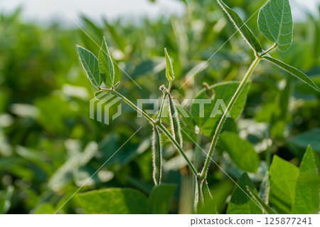 Green soybean plants display pods under bright sunlight in a vast agricultural field, showcasing summer growth and harvest potential 125877241