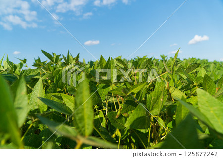 Rows of vibrant green soybean plants extend towards the horizon under a bright blue sky filled with fluffy clouds 125877242