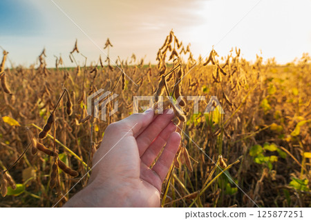 A hand gently holds ripe soybean plants in a golden field at sunset, showcasing the beauty of agriculture and nature's harvest A hand gently holds ripe soybean plants in a golden field at sunset, showcasing the beauty of agriculture and nature's harvest 125877251