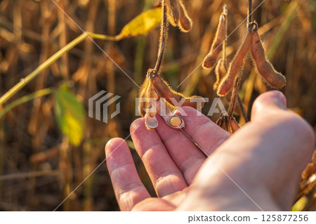 A hand gently holds soybean pods in a golden field at sunset, capturing the essence of a bountiful harvest season A hand gently holds soybean pods in a golden field at sunset, capturing the essence of a bountiful harvest season 125877256