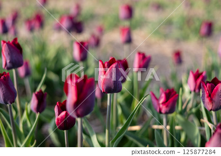 Clusters of red tulips stand tall in a sunny open field, showcasing their beauty against a backdrop of green grass and clear skies 125877284