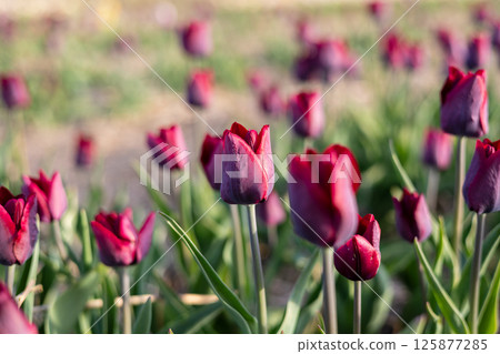 Fields of red tulips emerge in full bloom under the warm light of spring, showcasing nature's vibrant colors and beauty 125877285
