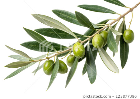 Olive branch with ripe green olives and lush leaves, symbol of peace and natural abundance 125877386