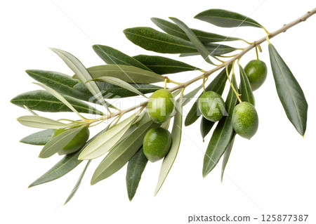 Olive branch with ripe green olives and lush leaves, symbol of peace and natural abundance 125877387