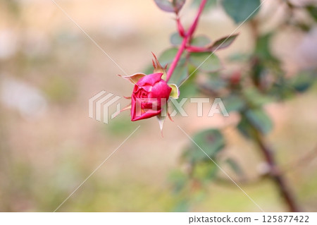 Red Winter Rose Red Winter Rose 125877422