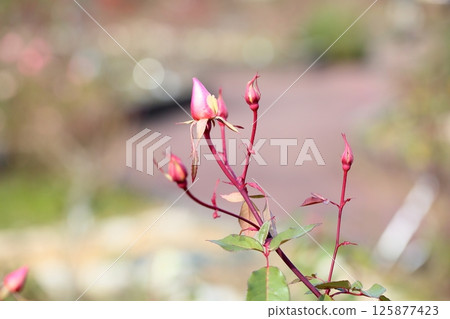 Winter Rose Buds 125877423