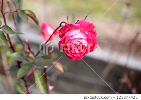 Winter Rose Love Winter Rose Love 125877425