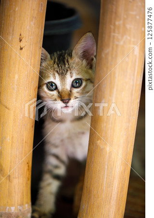 Kitten peeking curiously between bamboo poles Kitten peeking curiously between bamboo poles 125877476