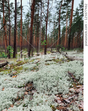 Scenic forest landscape with tall pine trees and a dense ground cover of reindeer moss and lichen 125877482