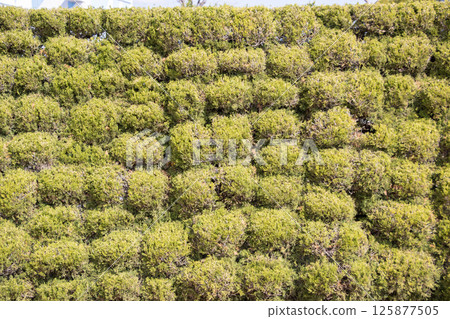 Plant Wall Plant Wall 125877505