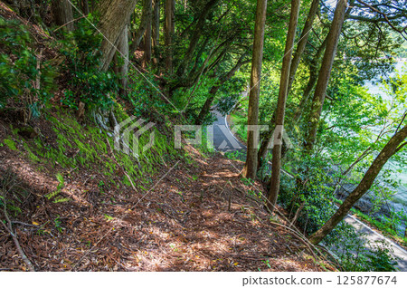 Forest scenery along Lake Yogo, Yogo Town, Nagahama City, Shiga Prefecture 125877674