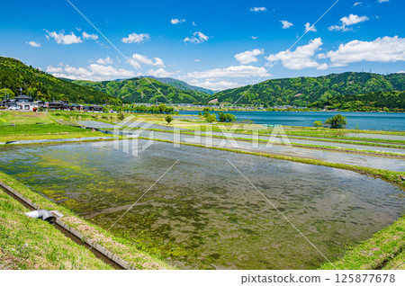 Rice fields in the Kawanami area along Lake Yogo in early summer. Yogo Town, Nagahama City, Shiga Prefecture 125877678