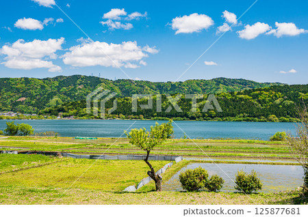 初夏時節,羽河湖沿岸的川波地區的稻田。滋賀縣長濱市與鄉町 初夏時節,羽河湖沿岸的川波地區的稻田。滋賀縣長濱市與鄉町 125877681
