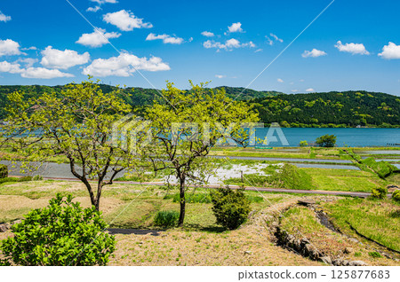 初夏時節，羽河湖沿岸的川波地區的稻田。滋賀縣長濱市與鄉町 125877683