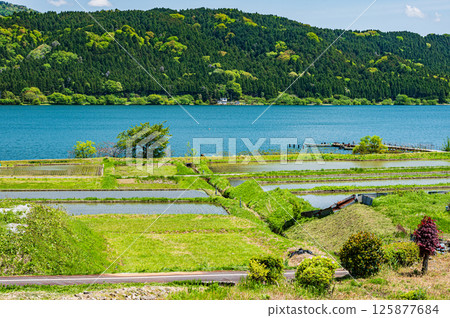 初夏時節，羽河湖沿岸的川波地區的稻田。滋賀縣長濱市與鄉町 125877684