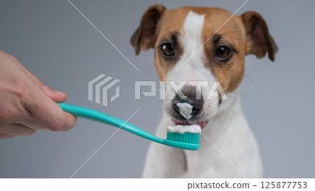 The owner offers the Jack Russell Terrier to brush her teeth. The dog licks the toothpaste.  125877753