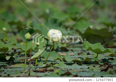 Lotus flower (Lotus or Nelumbo) 125877901