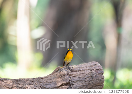 Bird (Narcissus Flycatcher) on tree in nature wild Bird (Narcissus Flycatcher) on tree in nature wild 125877908