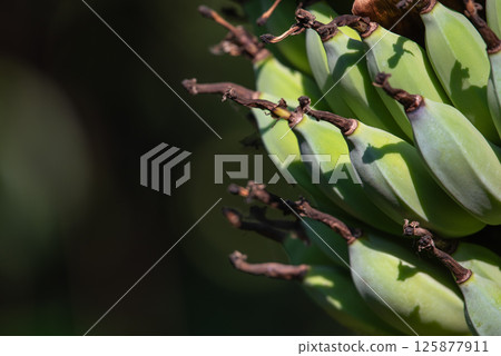 Greenery background nature plant and leaf (Banana) 125877911
