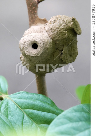 Summer July A beehive made of mud on a tree branch 125877919