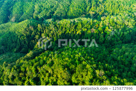 Aerial view Tropical Rainforest trees mountains,Top view green forest background 125877996