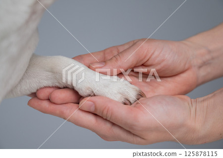 The owner holds the dog by the paw. Close-up. The owner holds the dog by the paw. Close-up. 125878115