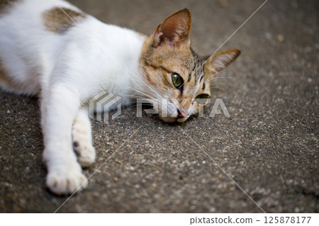 Mother cat lying on concrete surface Mother cat lying on concrete surface 125878177