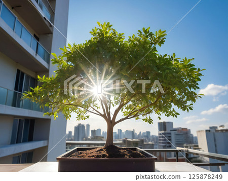 Sunshine and young trees 125878249