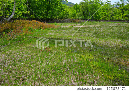 水上町奧利根水源森林高原田代濕地森林景觀 125878471