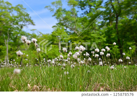 Tashiro Marsh in the Plateau: Cotton Grass Colonies, Okutone Water Source Forest, Minakami Town 125878576