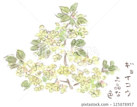 Spring plants, elegant light yellow-green cherry blossoms, Gyoikou (Gyoikou) watercolor illustration 125878957
