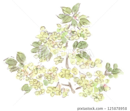 春季植物、優雅的淡黃綠色櫻花、Gyoikou(Gyoikou)水彩插圖 春季植物、優雅的淡黃綠色櫻花、Gyoikou(Gyoikou)水彩插圖 125878958