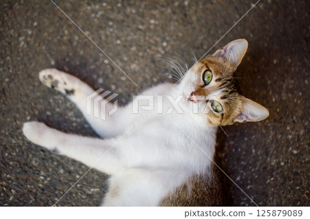 Tricolor Cat Resting on Pavement 125879089