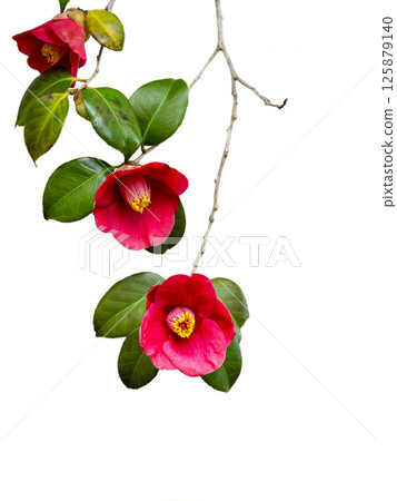Red flower of Camellia japonica in white background 125879140